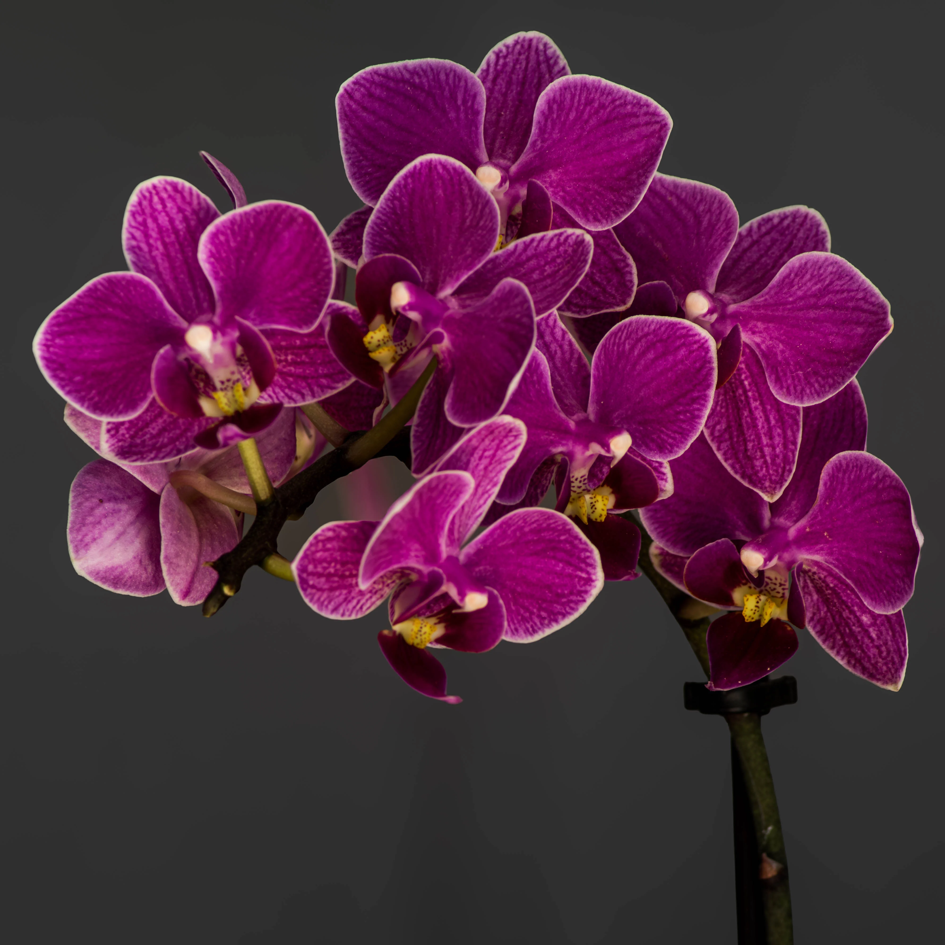 Macro florale en studio