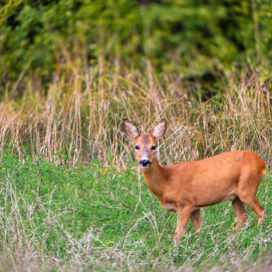 Reportage animalier en forêt