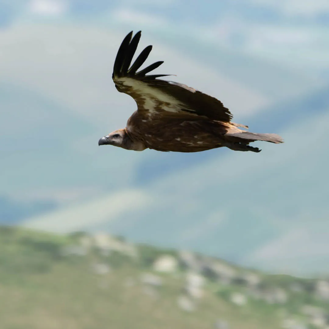 Reportage animalier en forêt