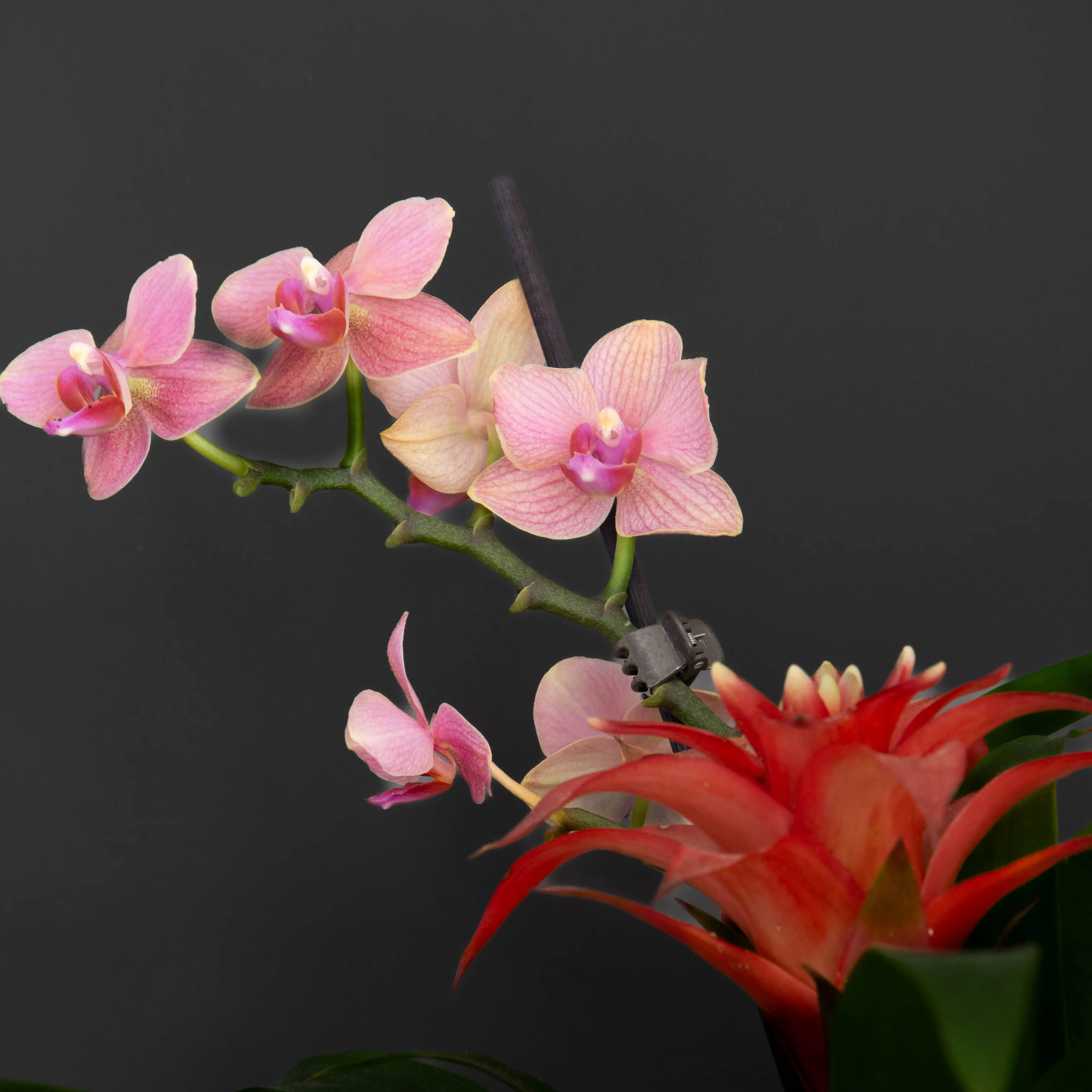 Macro florale en studio