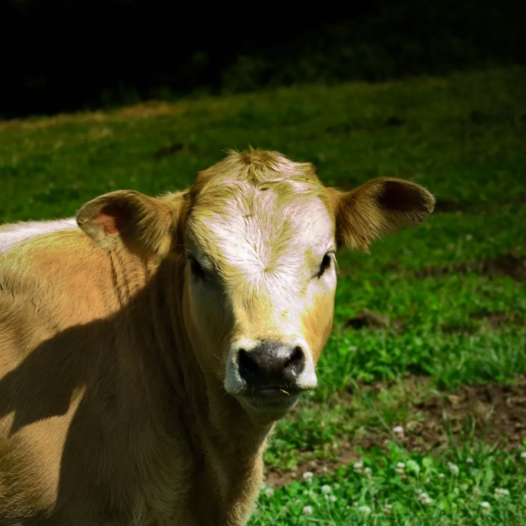 Vie rurale et paysages authentiques